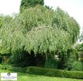 Birch